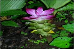 Curcuma pseudomontana